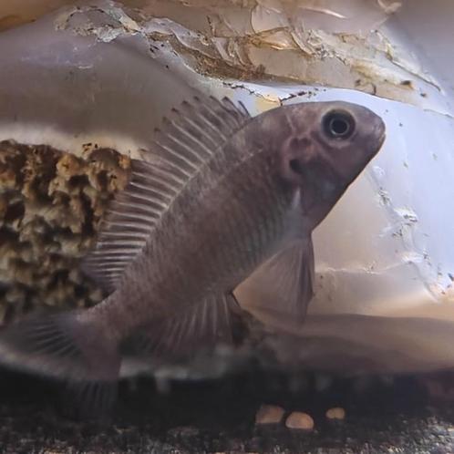 Tropheus moori, Dieren en Toebehoren, Vissen | Aquariumvissen, Vis