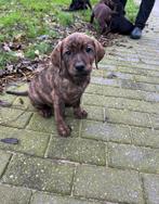 Prachtige kruising Labrador met RidgeBack, Dieren en Toebehoren, Rabiës (hondsdolheid), 8 tot 15 weken, Labrador retriever, Meerdere