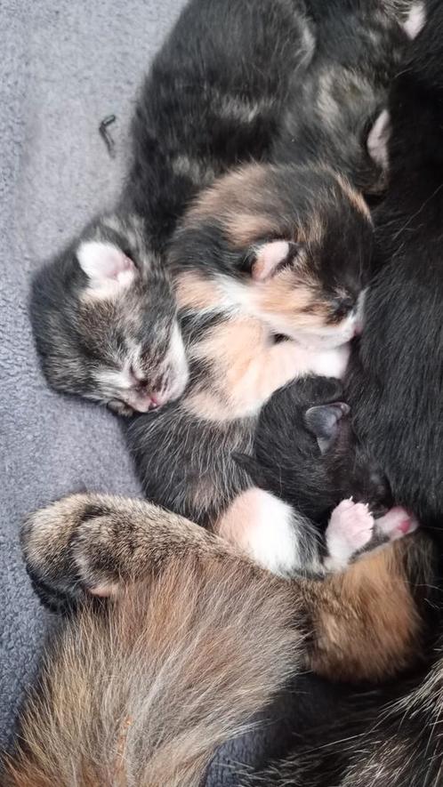 5 Schattige kittens, Dieren en Toebehoren, Katten en Kittens | Raskatten | Korthaar, Meerdere dieren, 0 tot 2 jaar, Ontwormd