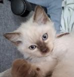 Nog 2 Ragdoll kitten katers met stamboom Choc mogen weg, Dieren en Toebehoren, Katten en Kittens | Raskatten | Langhaar, Meerdere dieren