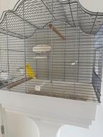 Gele kanarie met kooi te koop, Ophalen, Gebruikt, Metaal, Vogelkooi