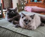 Lieve Blue solid ragdoll poes 4 jaar, Dieren en Toebehoren, Katten en Kittens | Raskatten | Langhaar, Poes, Met stamboom, 3 tot 5 jaar