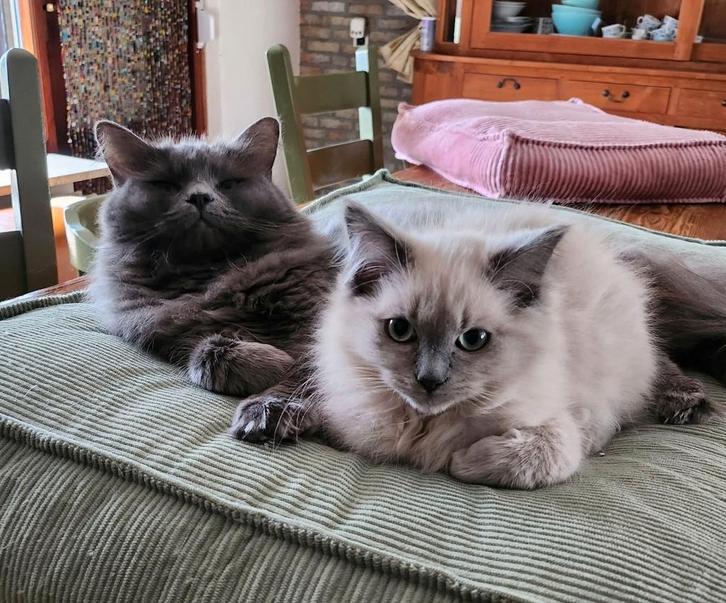 Lieve Blue solid ragdoll poes 4 jaar, Dieren en Toebehoren, Katten en Kittens | Raskatten | Langhaar, Poes, 3 tot 5 jaar, Met stamboom