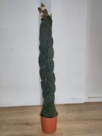 Ficus villosa op mospaal, Ophalen, 100 tot 150 cm, Overige soorten, Halfschaduw