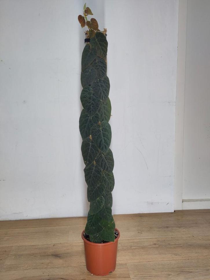 Ficus villosa op mospaal, Huis en Inrichting, Kamerplanten, Overige soorten, 100 tot 150 cm, Groene kamerplant, Halfschaduw, In pot