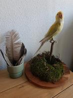 Opgezette dwergpapegaai in stolp, Dieren en Toebehoren, Vogels | Parkieten en Papegaaien, Geslacht onbekend, Dwergpapegaai of Agapornis