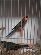 Mooi koppeltje Stanley rosellas, Dieren en Toebehoren, Vogels | Parkieten en Papegaaien, Meerdere dieren, Parkiet