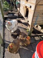 Kippen met alle toebeboren, Dieren en Toebehoren, Vrouwelijk, Kip