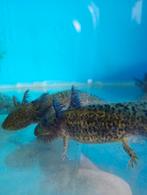 axolotl, 0 tot 2 jaar, Schildpad