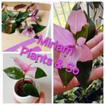 Tradescantia Blushing Bride 🩷💚, Ophalen of Verzenden, Overige soorten, Minder dan 100 cm