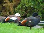 Ganzen en Zwanen, Dieren en Toebehoren, Pluimvee, Meerdere dieren, Gans of Zwaan