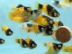 Platy bumblebee, Vis