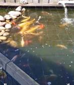 Heel veel koi karpers, Dieren en Toebehoren, Vissen | Vijvervissen, Karper of Koi