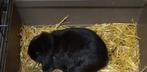 Dwerg hangoor vrouwtje tam (misschien zwanger), Dieren en Toebehoren, Vrouwelijk, Dwerg, Hangoor, 0 tot 2 jaar