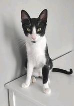 Ter adoptie   MISHA  ️♂️ Felix, Dieren en Toebehoren, Kater, Kortharig, 0 tot 2 jaar