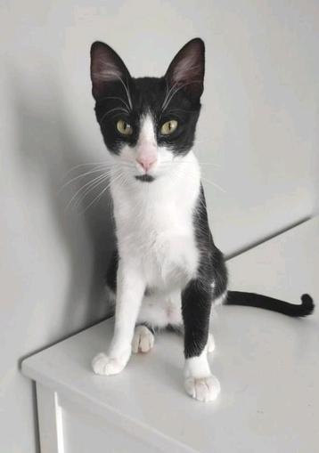 Ter adoptie   MISHA  ️♂️ Felix beschikbaar voor biedingen