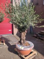 Olijfboom met grillerige stam, Volle zon, Ophalen of Verzenden, 100 tot 250 cm, Olijfboom