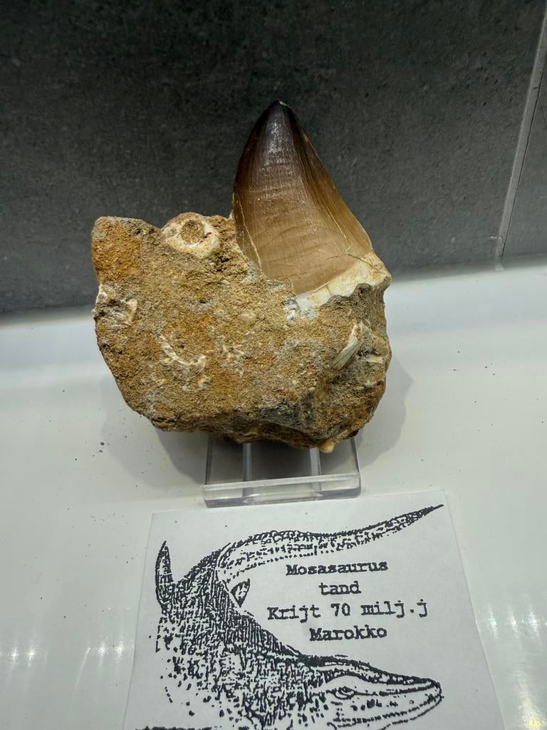 Grote Mosasaurus tand op matrix, Ophalen of Verzenden, Fossiel