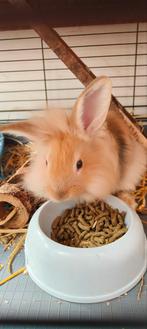 8 Dwerg konijnen, Dieren en Toebehoren, Konijnen, Meerdere dieren, Dwerg