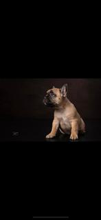 Op zoek naar één Franse Bulldog Teefje, CDV (hondenziekte), Particulier, Bulldog, Teef