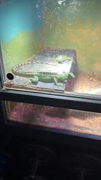 Basilscus plumifrons, Dieren en Toebehoren, Reptielen en Amfibieën, Hagedis, 0 tot 2 jaar