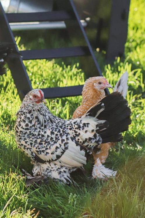 Rustige kleine kriel kippen | Sabelpoot krielkip, Dieren en Toebehoren, Pluimvee, Kip, Vrouwelijk