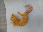 Luipaardgekko, Dieren en Toebehoren, Reptielen en Amfibieën, Hagedis
