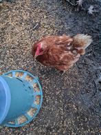 Bruine legkippen, Vrouwelijk, Kip