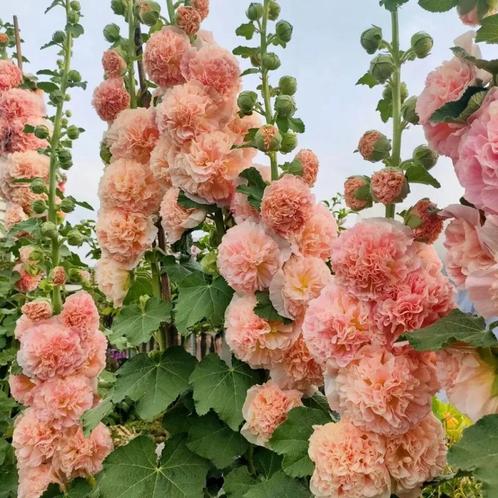 Stokroos  zalm roze zaden, Tuin en Terras, Bloembollen en Zaden, Zaad, Voorjaar, Volle zon, Ophalen of Verzenden