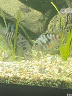 Koppeltje zebra chiclide, Dieren en Toebehoren, Ophalen, Plant(en), Steen of Hout
