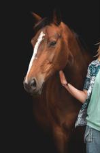 Lieve merrie, Dieren en Toebehoren, Paarden, Merrie, 160 tot 165 cm, Recreatiepaard, 11 jaar of ouder