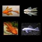 Nieuw binnen!!! diverse kleuren ancistrus!!! 4-5 cm!!!, Vis, Zoetwatervis