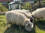 Stamboek mergelland ram lam  maart 2025, Dieren en Toebehoren, Schapen, Geiten en Varkens, Mannelijk, Schaap