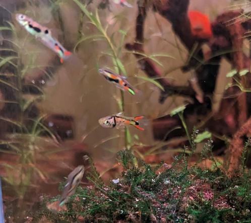 Endler's gup, Dieren en Toebehoren, Vissen | Aquariumvissen, Zoetwatervis, Vis, Schoolvis