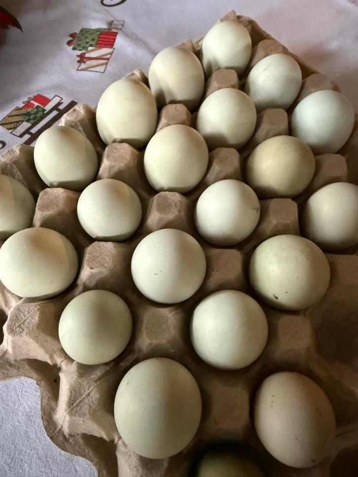 Broedeitjes Dongxiang Lukedanji Kip (blauw/ groenlegger), Dieren en Toebehoren, Pluimvee, Kip, Meerdere dieren