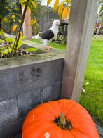 Oud Hollandse meeuw (duif), Dieren en Toebehoren, Geslacht onbekend, Tam