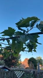 Plataan parasolmodel, Tuin en Terras, Planten | Bomen, Ophalen, Bloeit niet, Halfschaduw, Overige soorten