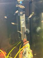 Guppen nog jonkies guppies. Gekleurde staarten, Vis