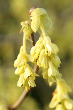 Corylopsis spicata schijnhazelaar mooie herfstkleur solitair, Overige soorten, Vaste plant, Ophalen of Verzenden, Halfschaduw