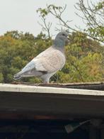 Te koop, Dieren en Toebehoren, Vogels | Duiven, Meerdere dieren, Overige soorten
