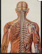 Grote anatomische kaart, Ophalen of Verzenden, Natuur en Biologie