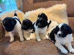 Friese Stabij pups (raszuiver), Parvo, Overige rassen, 8 tot 15 weken, Meerdere