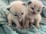 RAGDOLL kittens, Poes