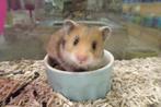 Goudhamsters hamster hamsters, Dieren en Toebehoren, Knaagdieren, Hamster, Meerdere dieren, Tam, Oktober