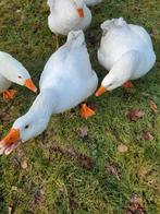 Gans eieren TSJECHISCHE BOHEEMSE GANZEN, Dieren en Toebehoren, Pluimvee, Meerdere dieren, Gans of Zwaan