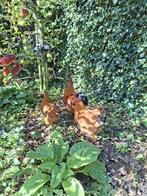 Tk New Hampshire kippen, Dieren en Toebehoren, Meerdere dieren, Kip