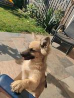 Mix keeshond, Dieren en Toebehoren, Rabiës (hondsdolheid), 15 weken tot 1 jaar, Meerdere, Nederland