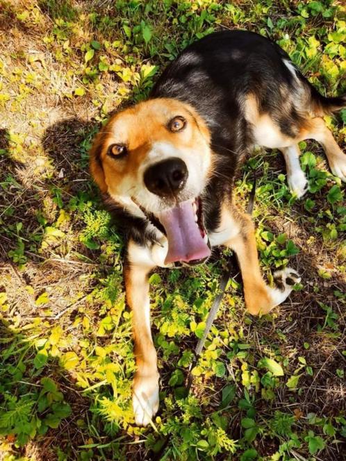 Vrolijke Niko zoekt een baasje, Dieren en Toebehoren, Honden | Niet-rashonden, Middel, Reu, Particulier, Eén hond, Buitenland