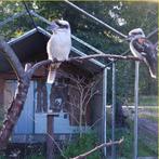 Kookaburra, Dieren en Toebehoren, Vogels | Duiven, Meerdere dieren