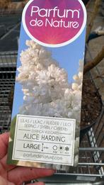 Seringen alice harding en beauty of moscow, lrimrose, Ophalen, Overige soorten, Volle zon